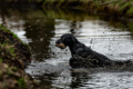 2023-Hunde-Training-Meerbusch-web-1746